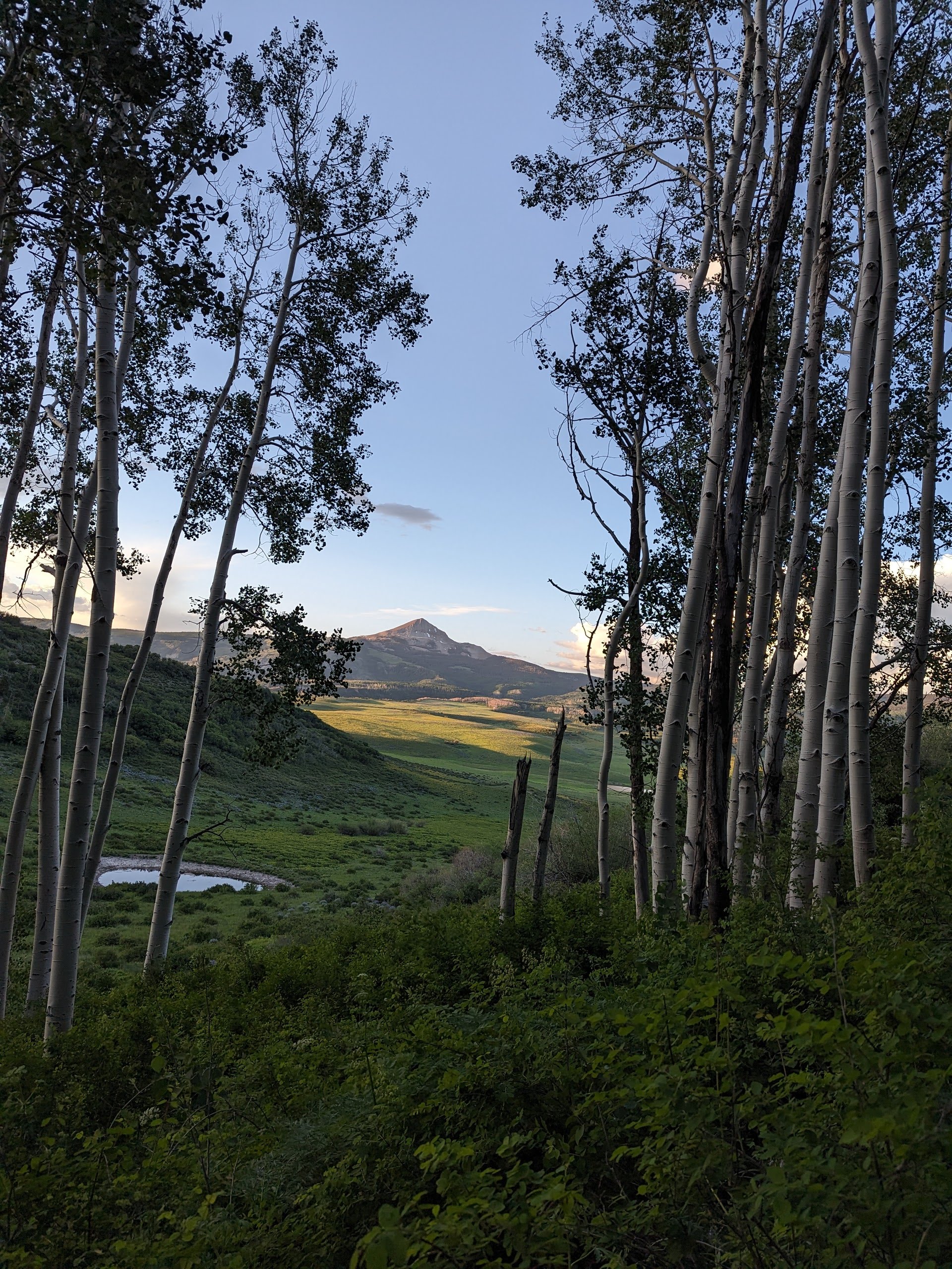 Aspen grove framing a distant San Juan peak at dusk