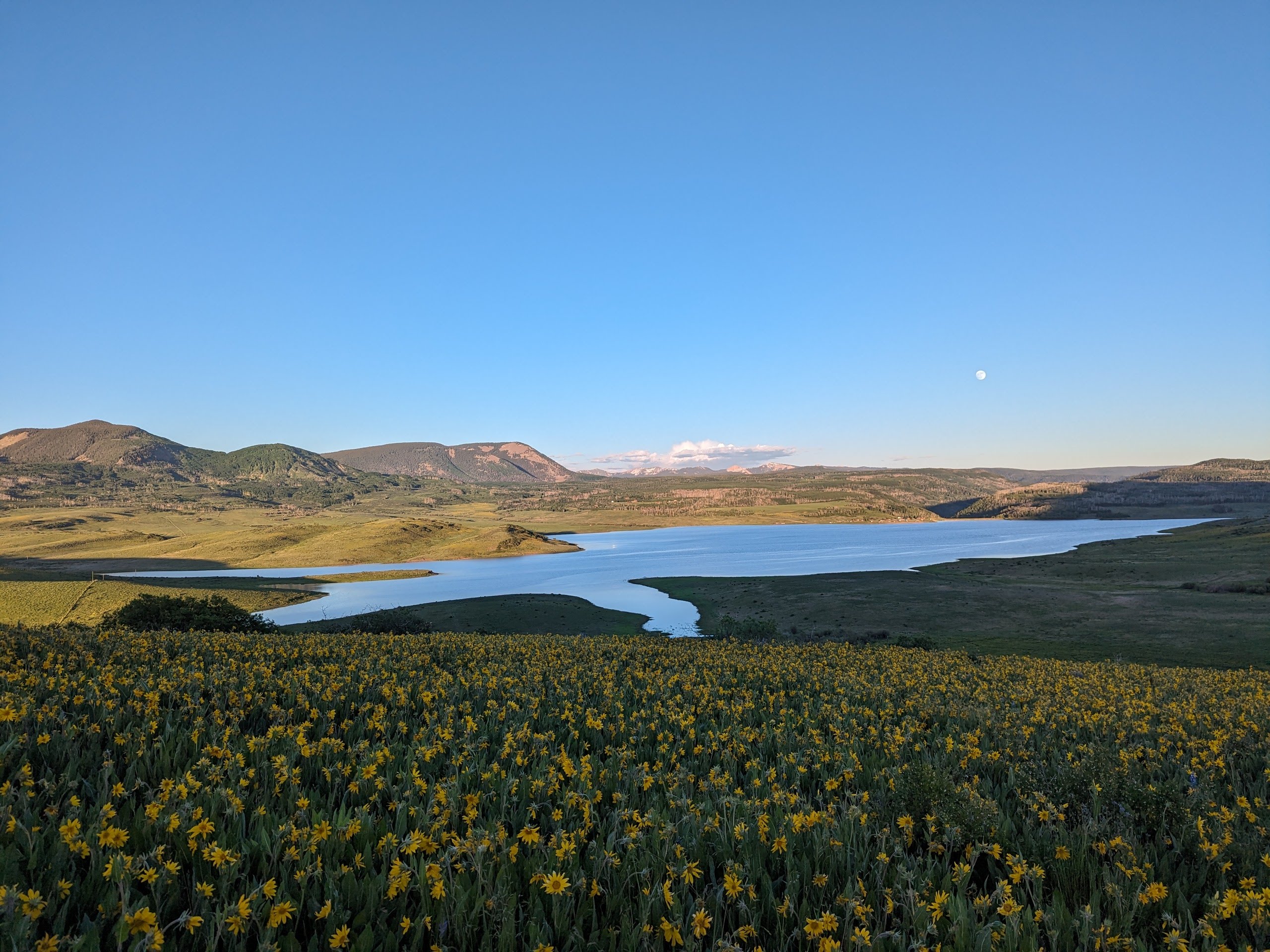 Balsamroot wildflowers along the shoreline at moonrise